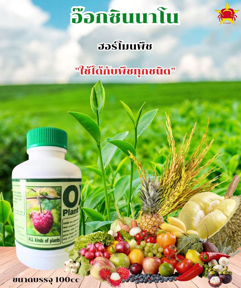 อ๊อกซินนาโน